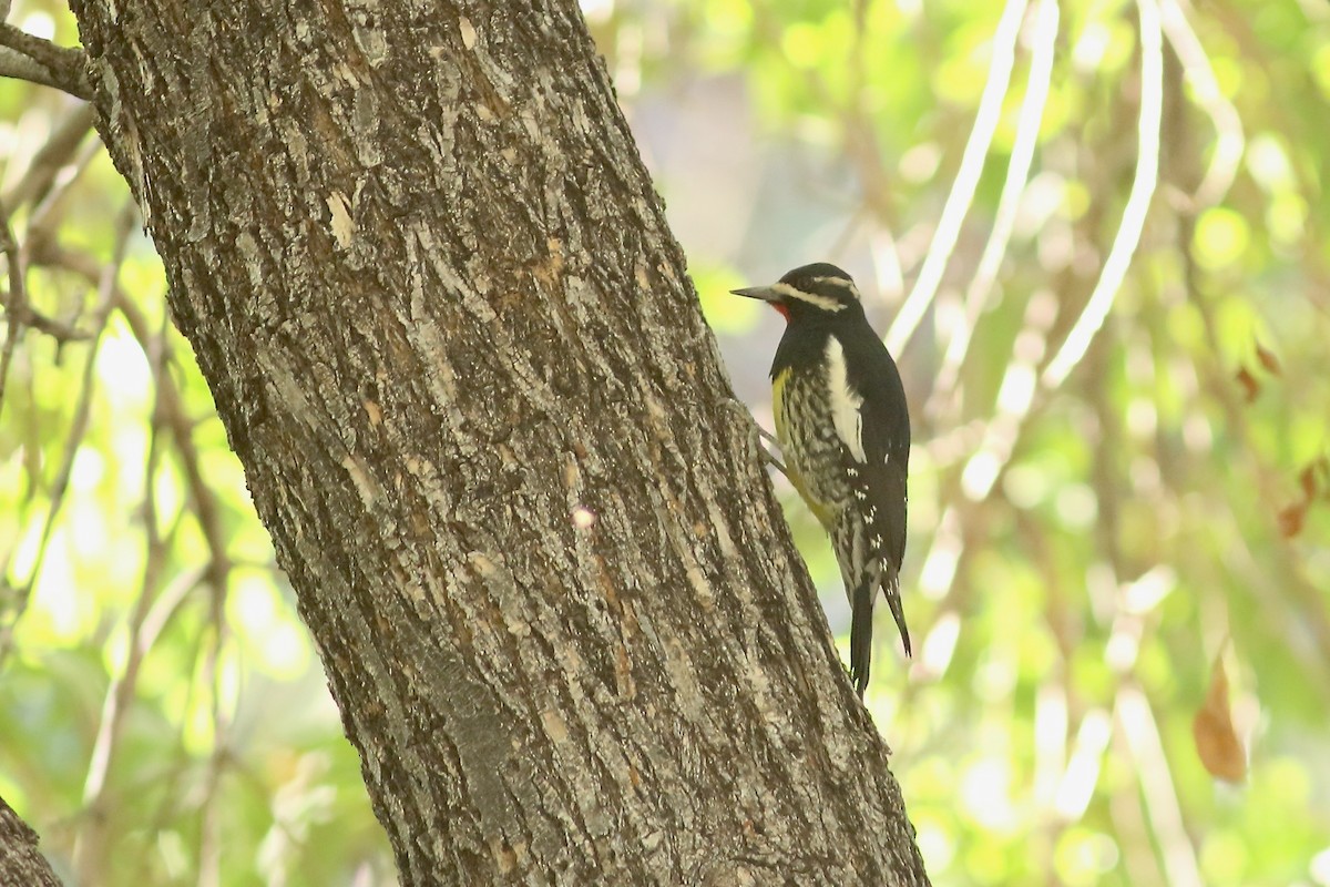 Williamson's Sapsucker - ML644519162