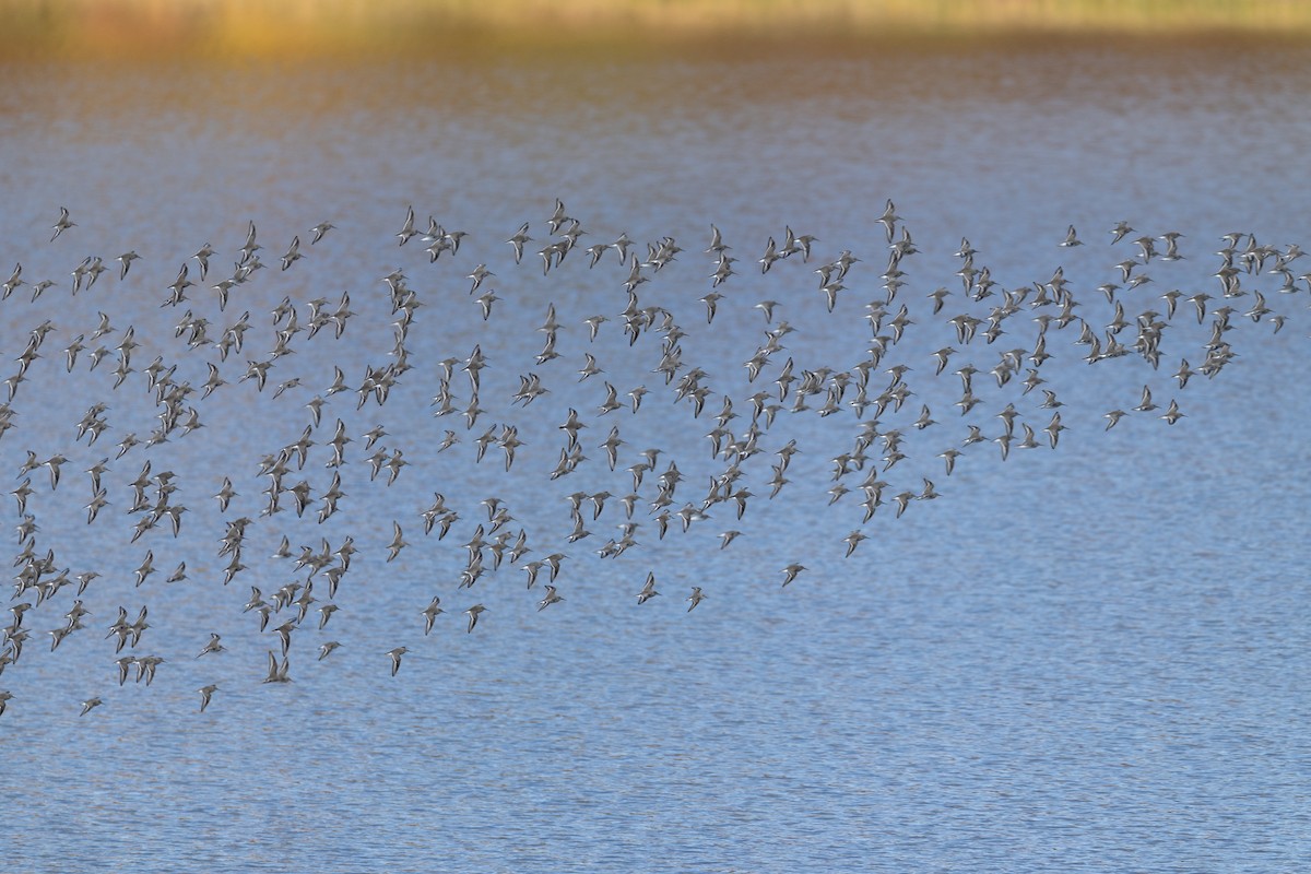 Dunlin - ML644519183
