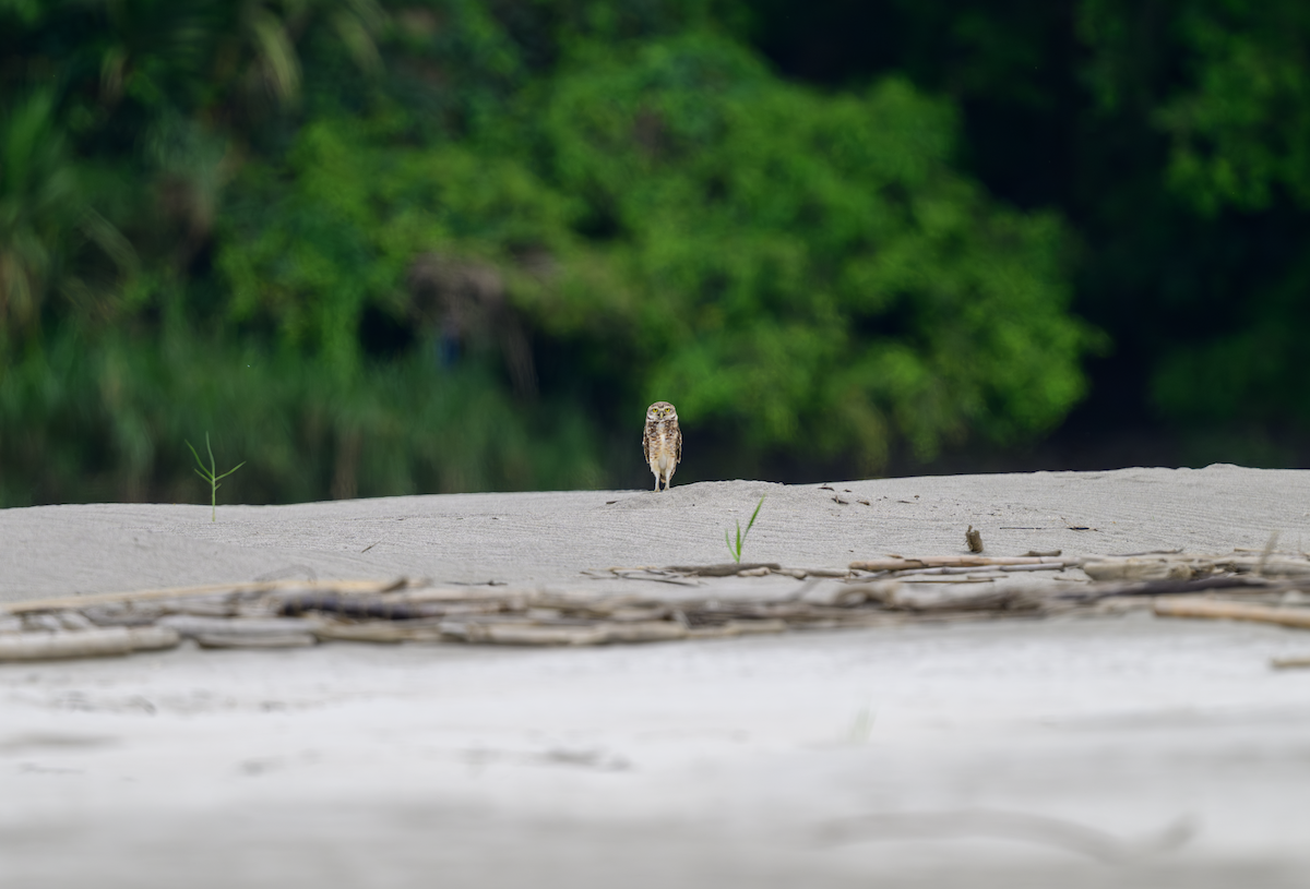 Burrowing Owl - ML644519184
