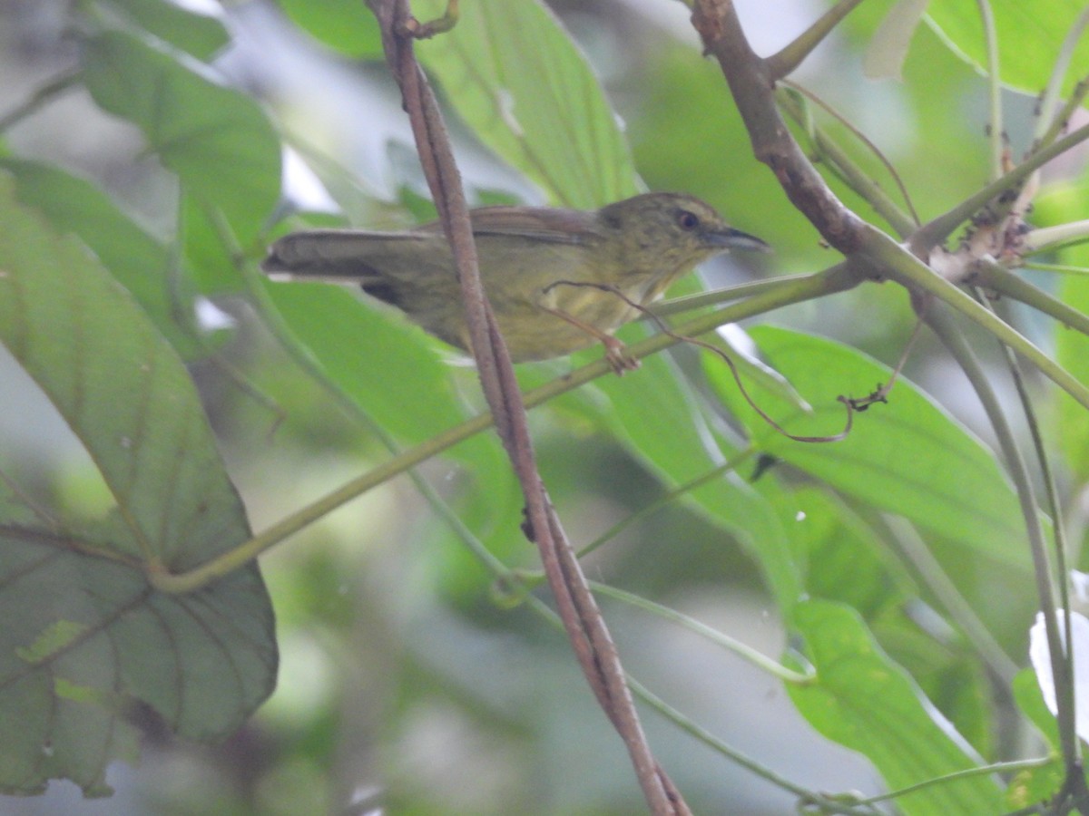 Rufous-capped Babbler - ML644519186