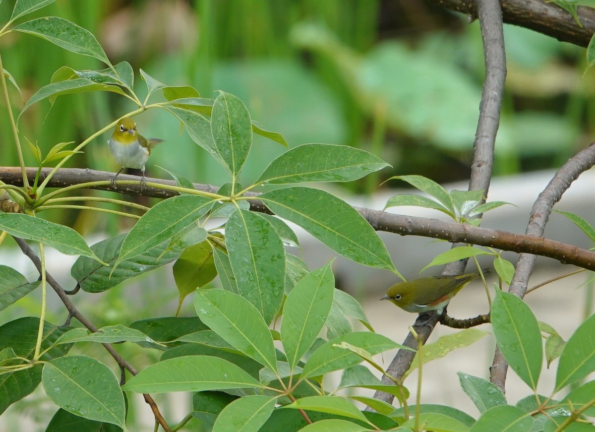 Буробокая белоглазка - ML644519187