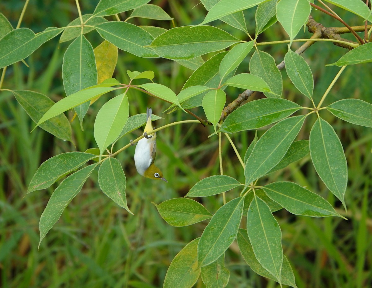 Буробокая белоглазка - ML644519188