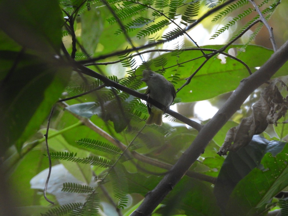 White-bellied Erpornis - ML644519190