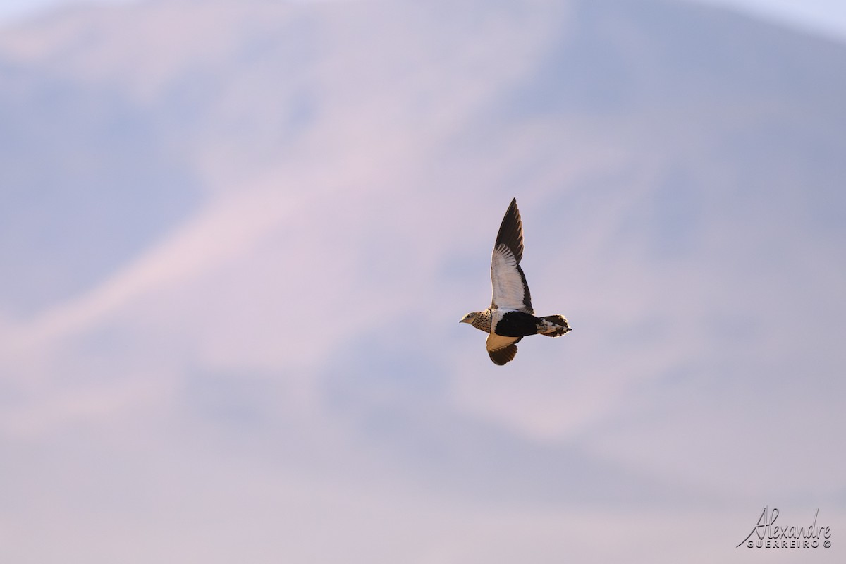 Ganga unibande - ML644519191