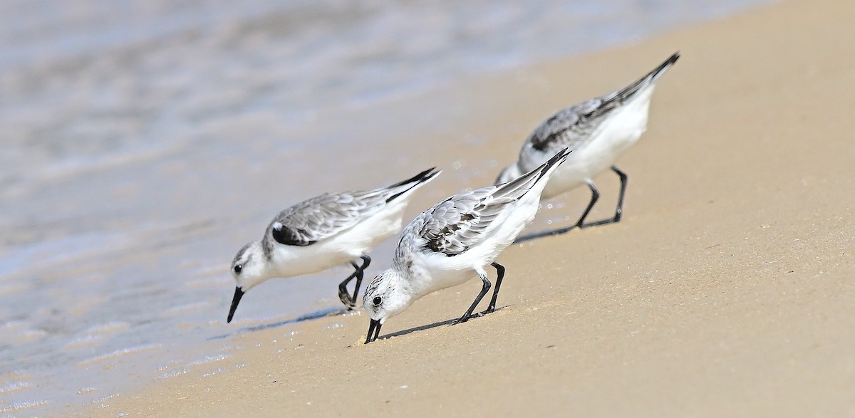 Bécasseau sanderling - ML644519194