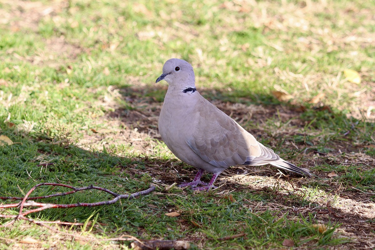 Eurasian Collared-Dove - ML644519196