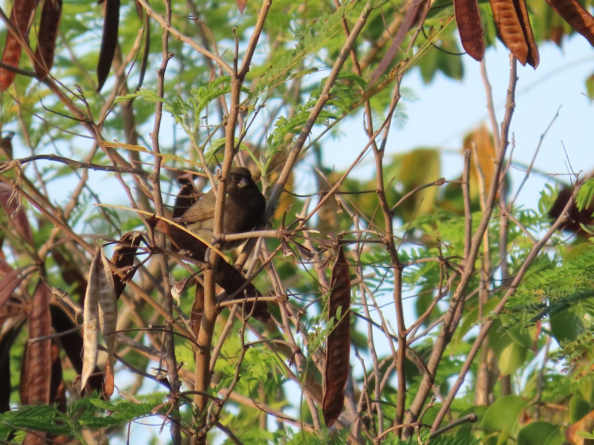 Cici verdinère - ML644519203