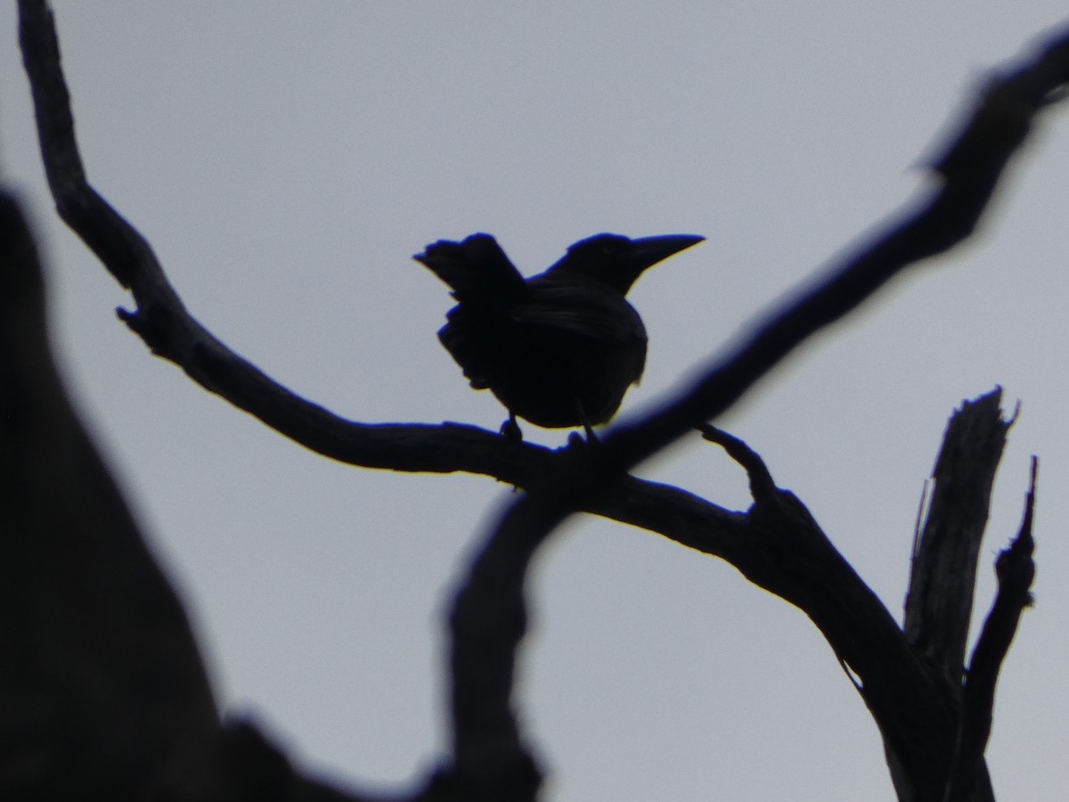 クロフエガラス - ML644519204