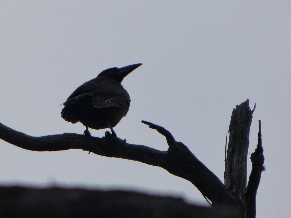 クロフエガラス - ML644519205