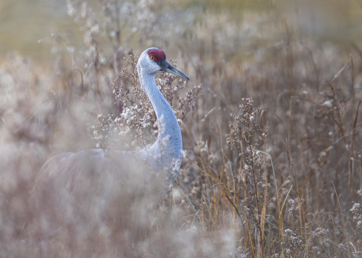 Sandhill Crane - ML644519232