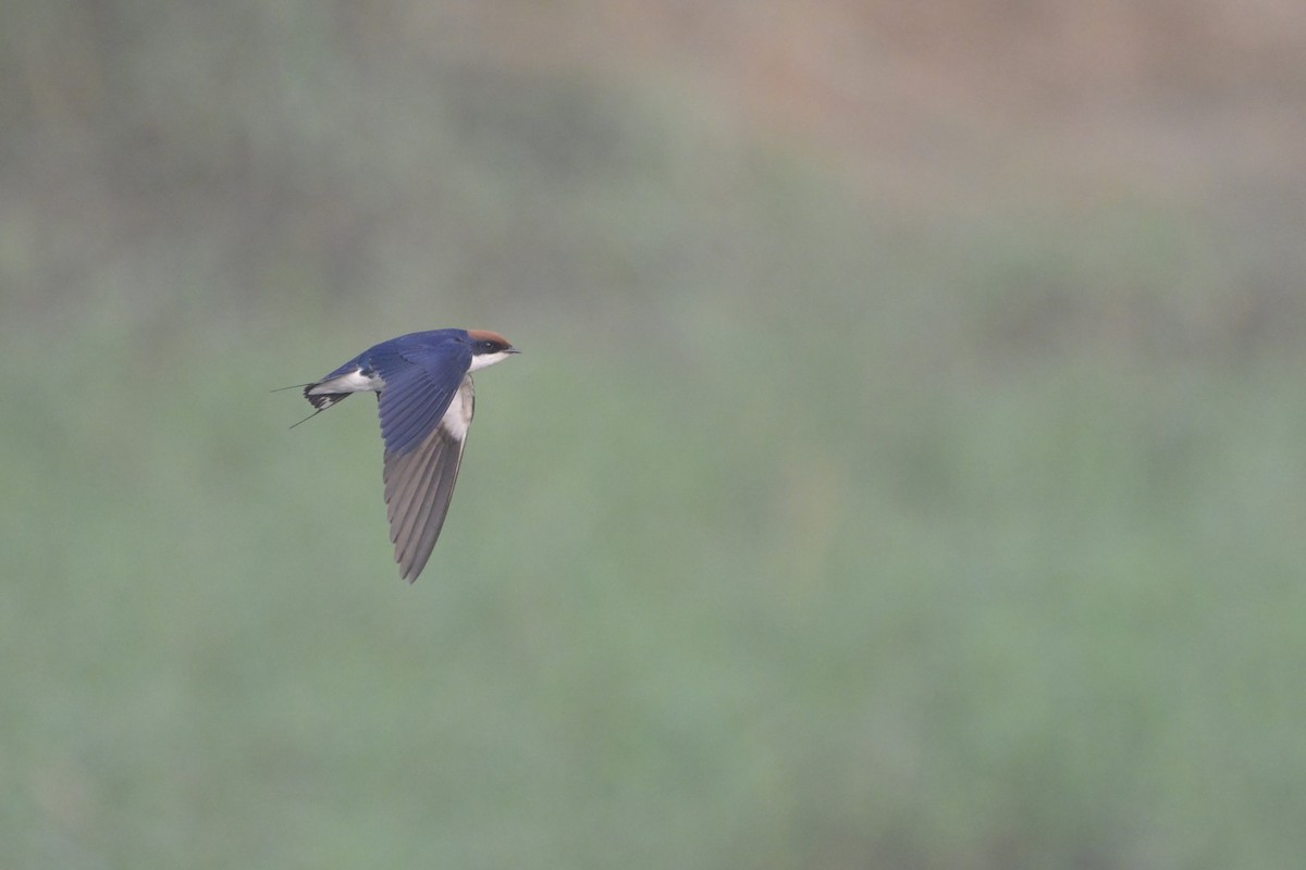 trådstjertsvale - ML644519238