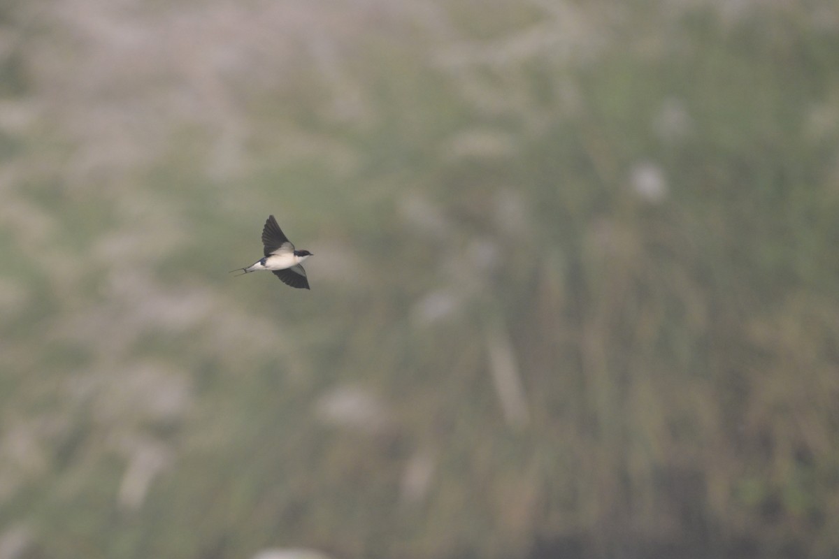 trådstjertsvale - ML644519240