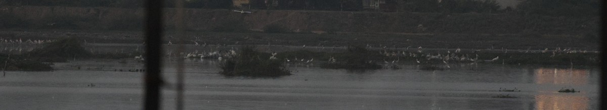 Пестроклювый пеликан - ML644519242