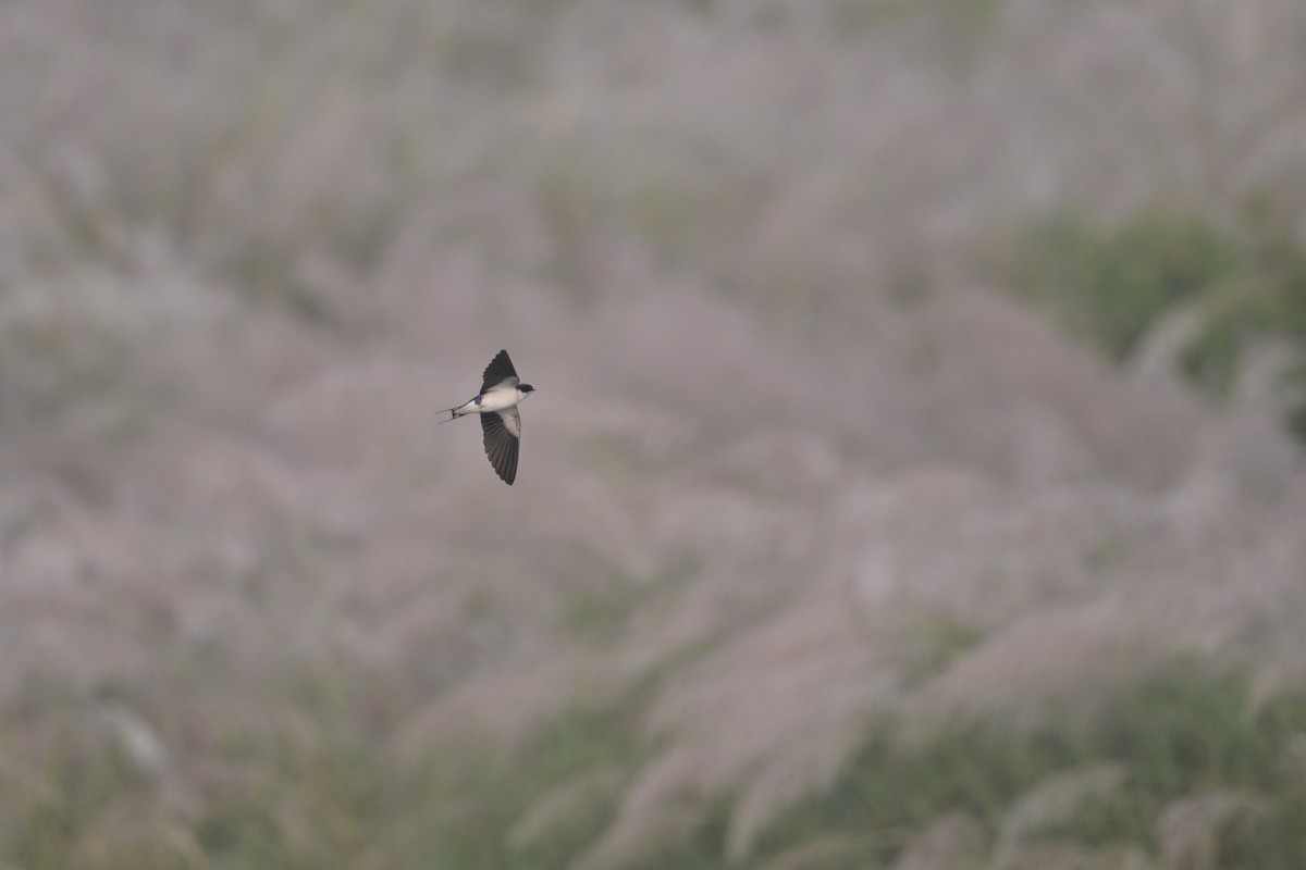 trådstjertsvale - ML644519243