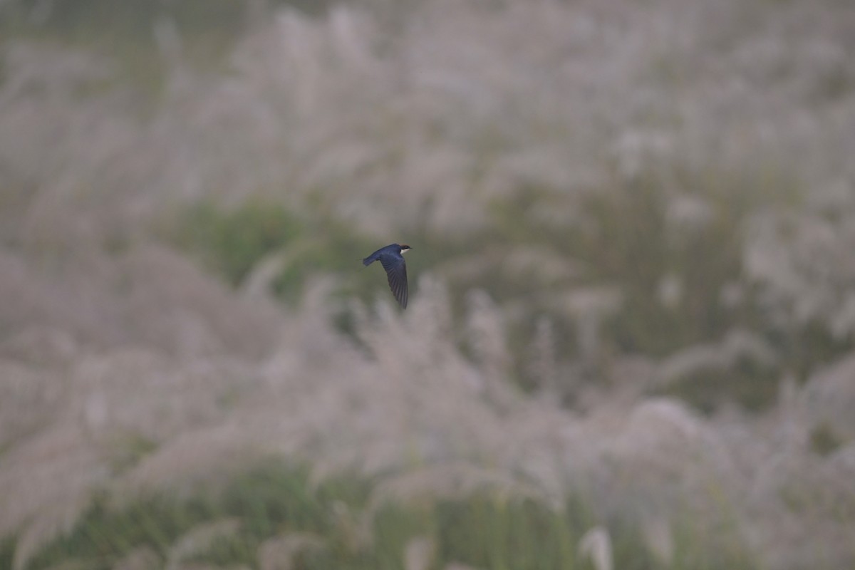 trådstjertsvale - ML644519245