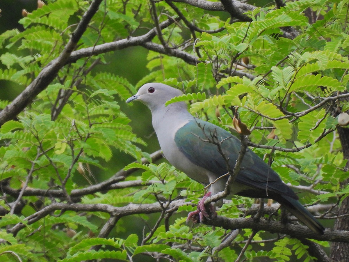 Бронзовый плодовый голубь - ML644519250