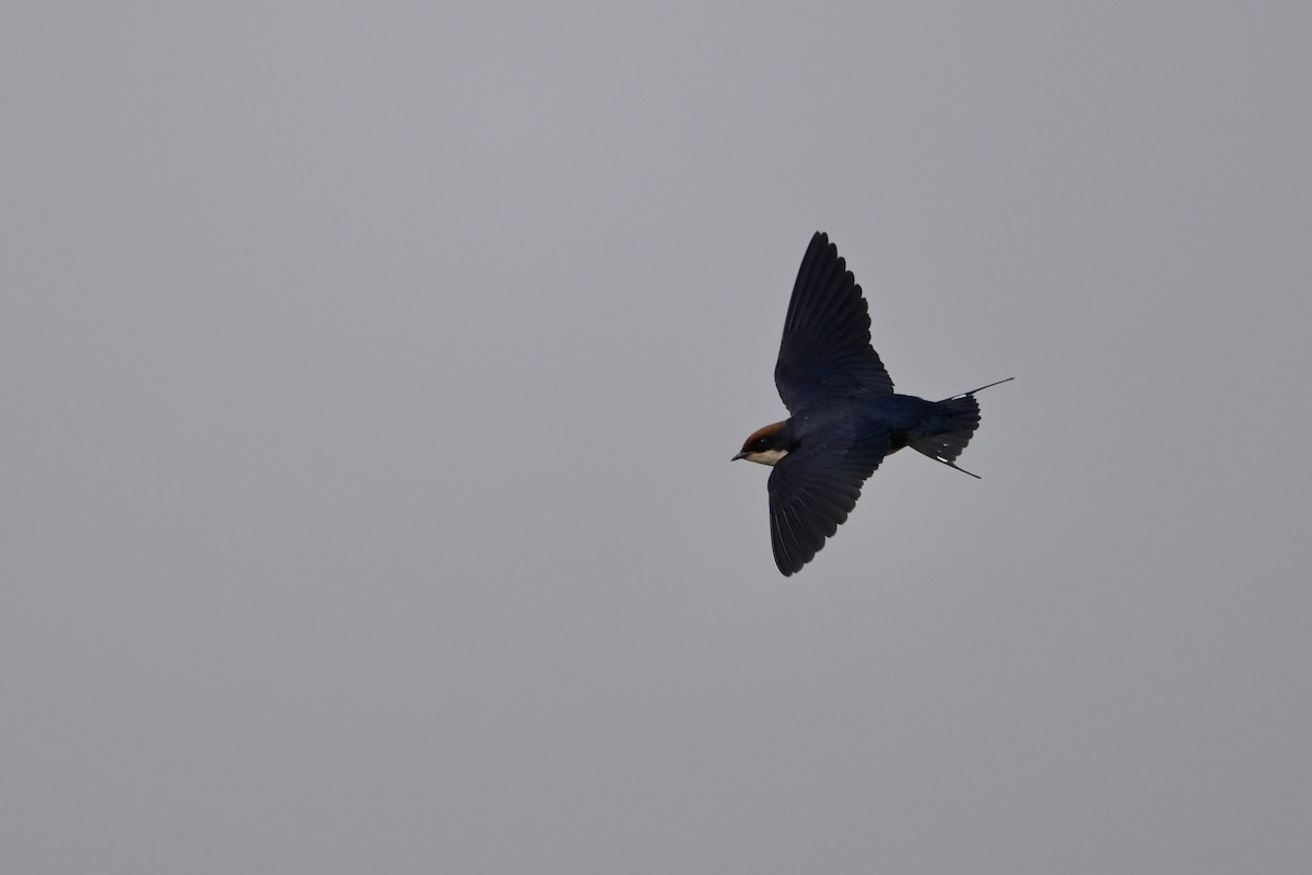 trådstjertsvale - ML644519252