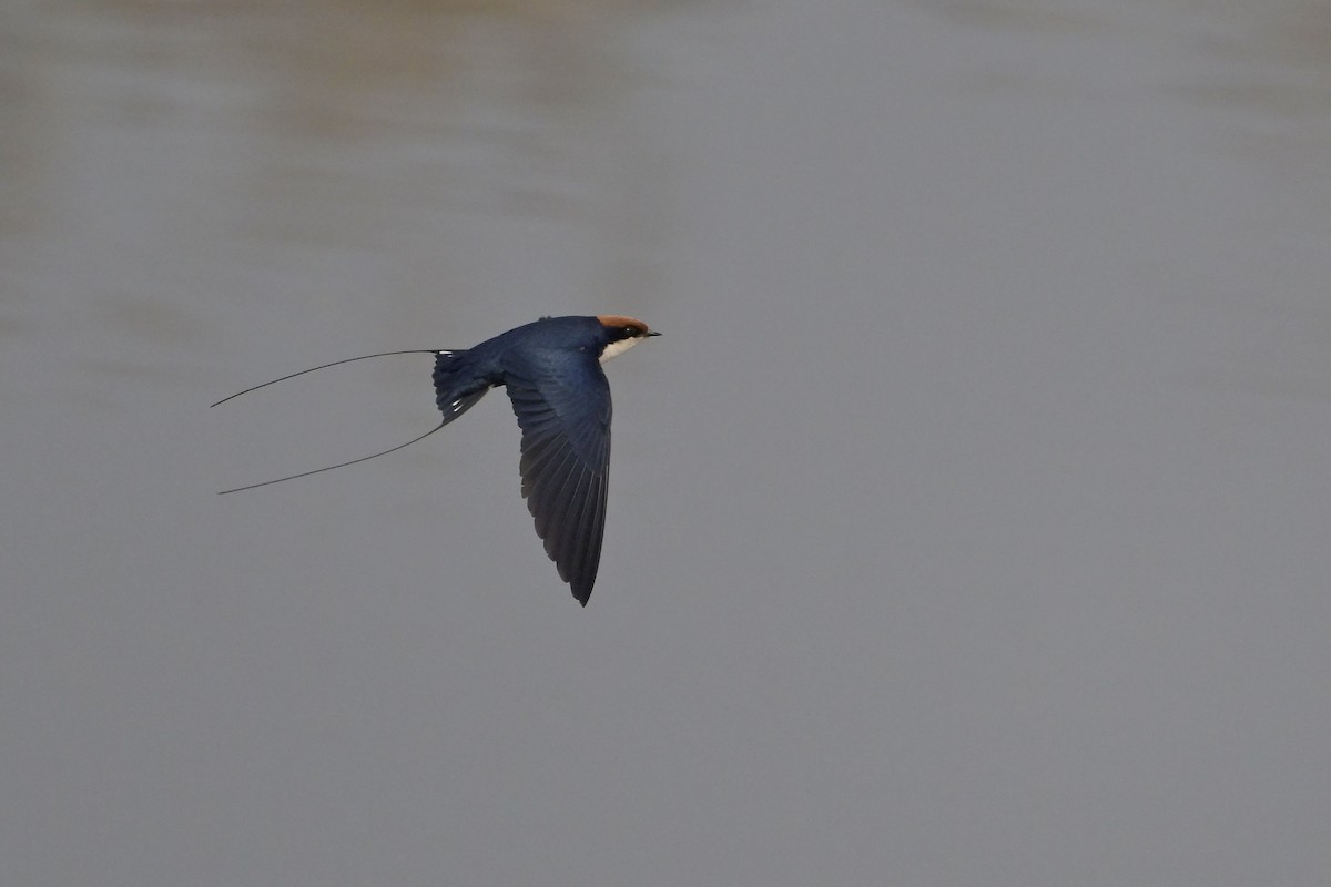 trådstjertsvale - ML644519259