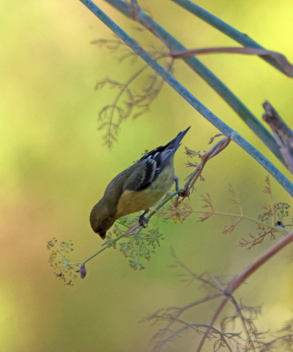 Lesser Goldfinch - ML644519263