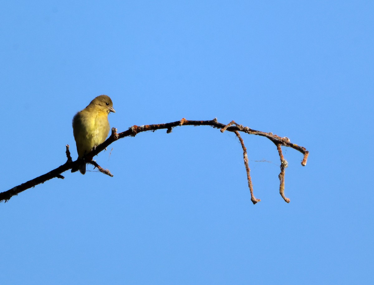 Lesser Goldfinch - ML644519266