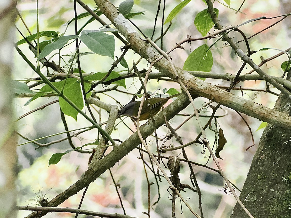 Paruline à diadème - ML644519267