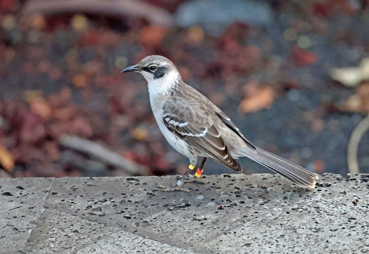 Galapagos Mockingbird - ML644519281