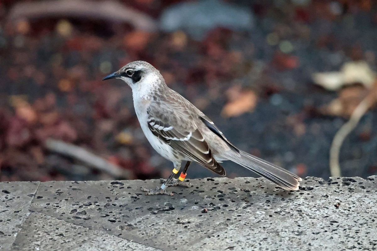 Galapagos Mockingbird - ML644519282