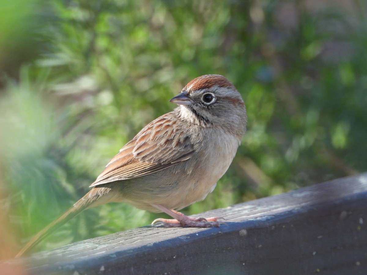 Rufous-crowned Sparrow - ML644519283