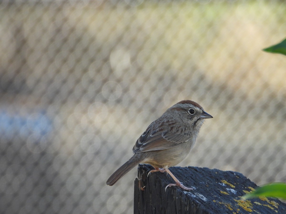 Rufous-crowned Sparrow - ML644519284