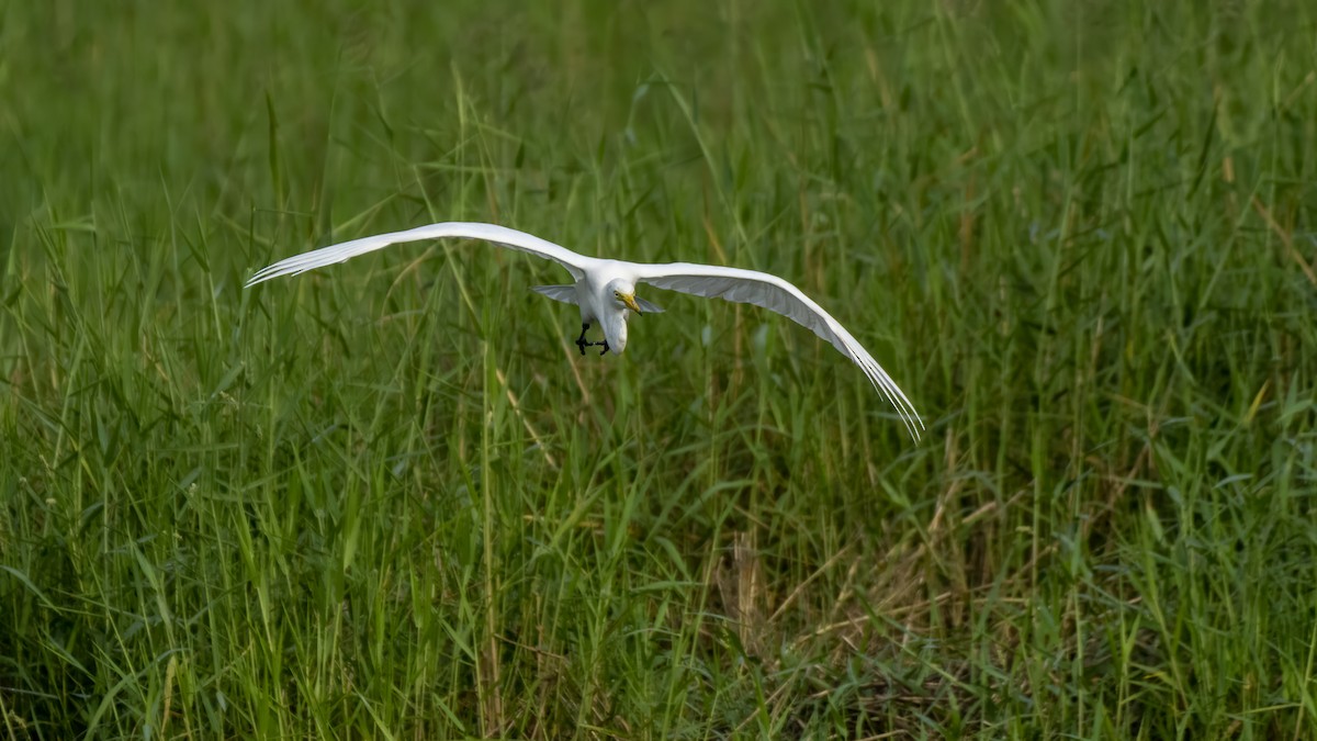 Бэсрэг дэглий - ML644519286