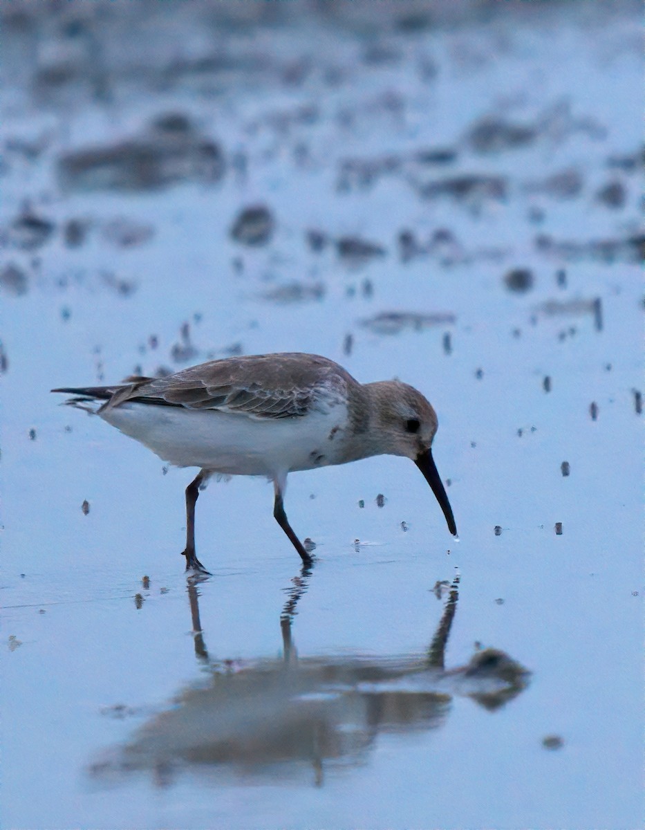 Хар элсэг - ML644519287