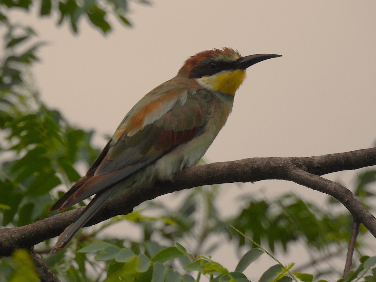 שרקרק מצוי - ML644519289