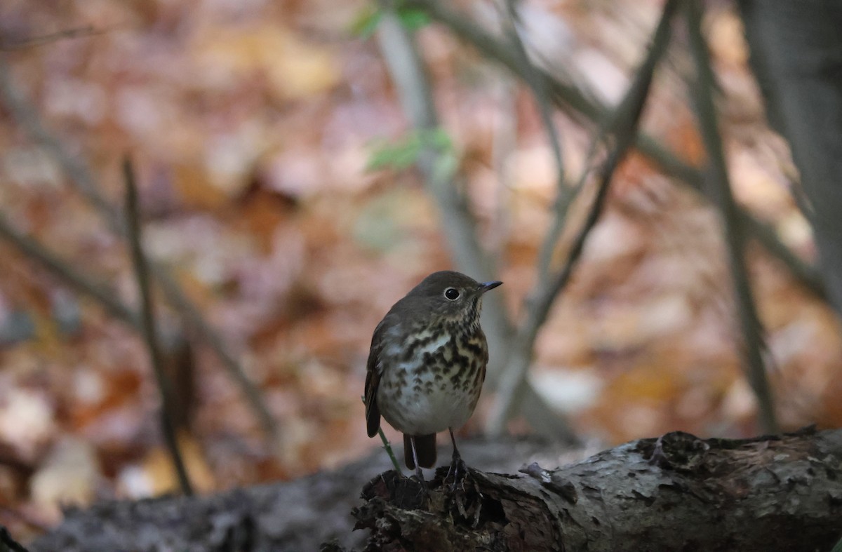 Grive solitaire - ML644519292