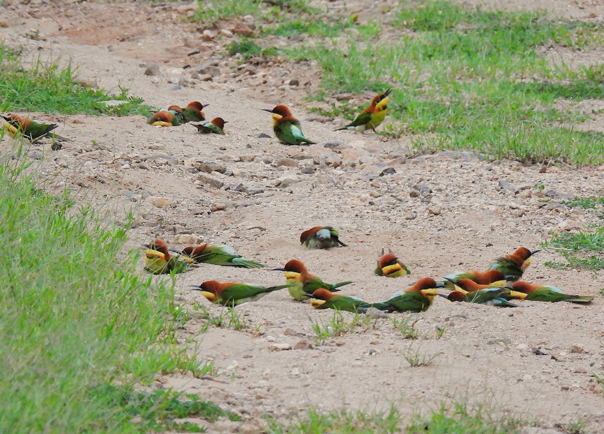 チャガシラハチクイ - ML644519294