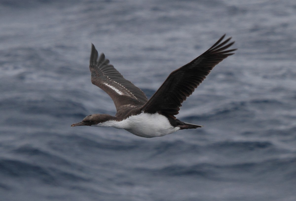 Imperial Cormorant (Macquarie) - ML644519295