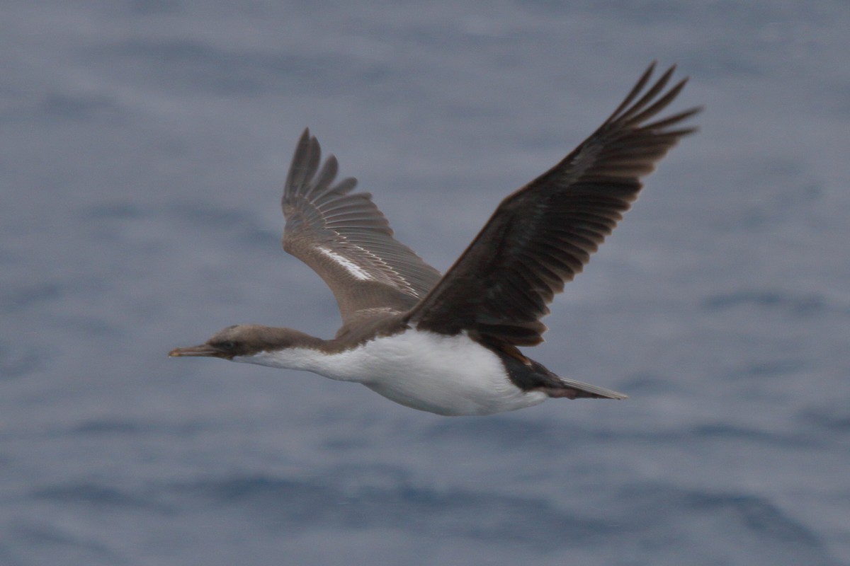 Imperial Cormorant (Macquarie) - ML644519296