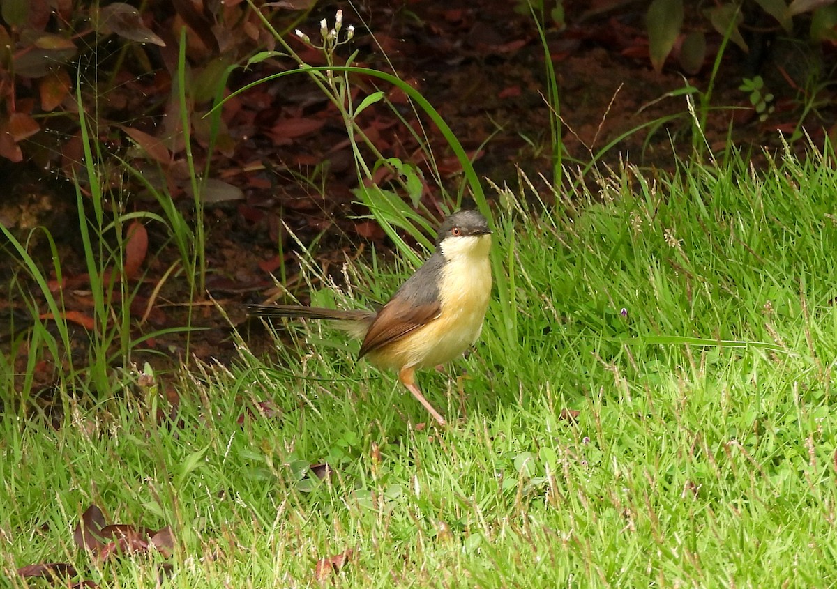 Ashy Prinia - ML644519298