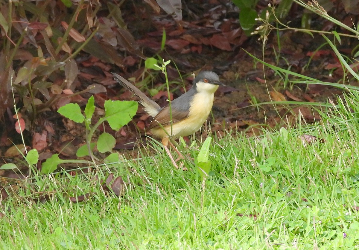 Ashy Prinia - ML644519299