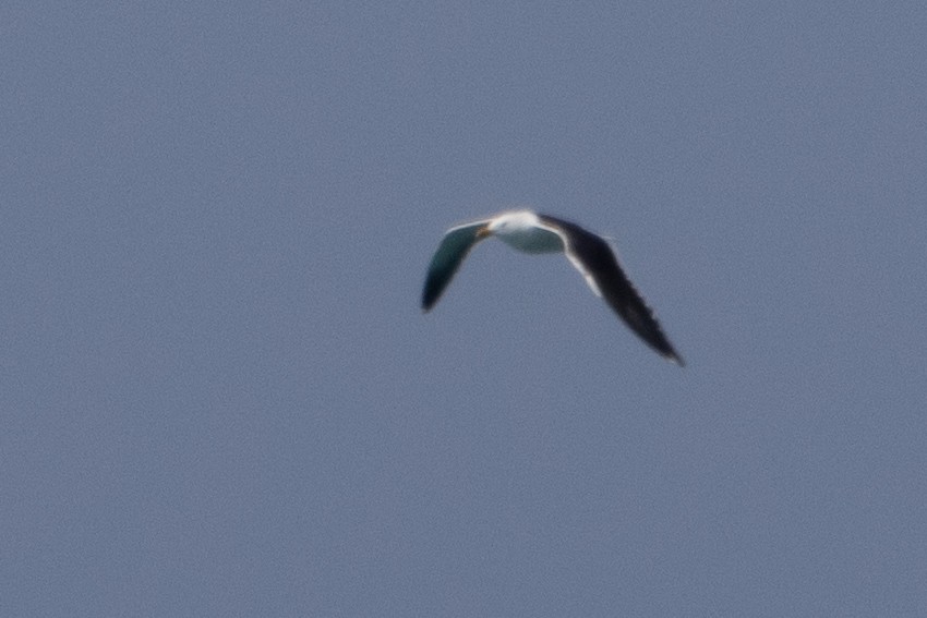 Lesser Black-backed Gull - ML644519300