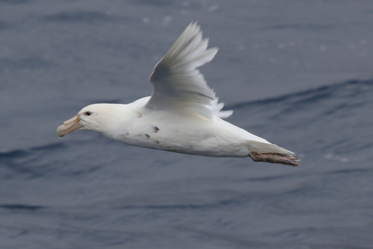 オオフルマカモメ - ML644519308