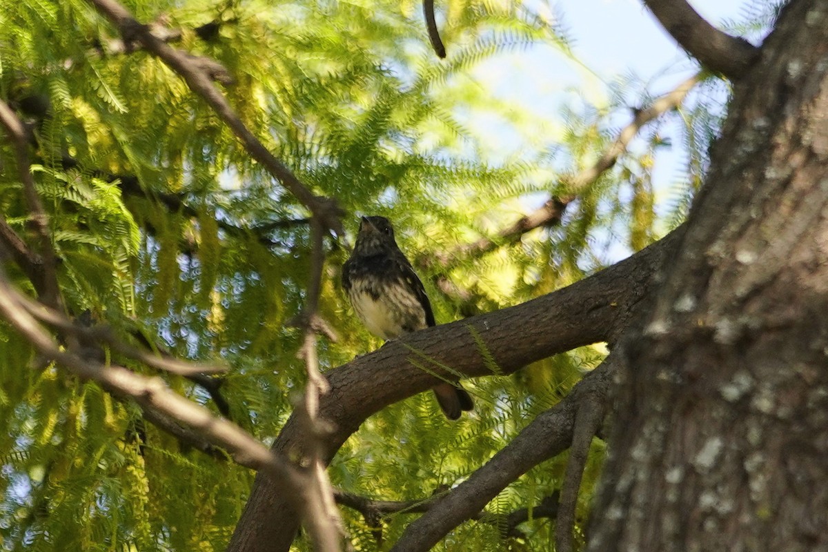 Hudson's Black-Tyrant - ML644519311