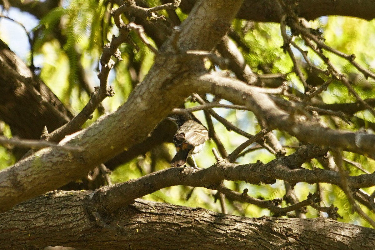 Hudson's Black-Tyrant - ML644519312