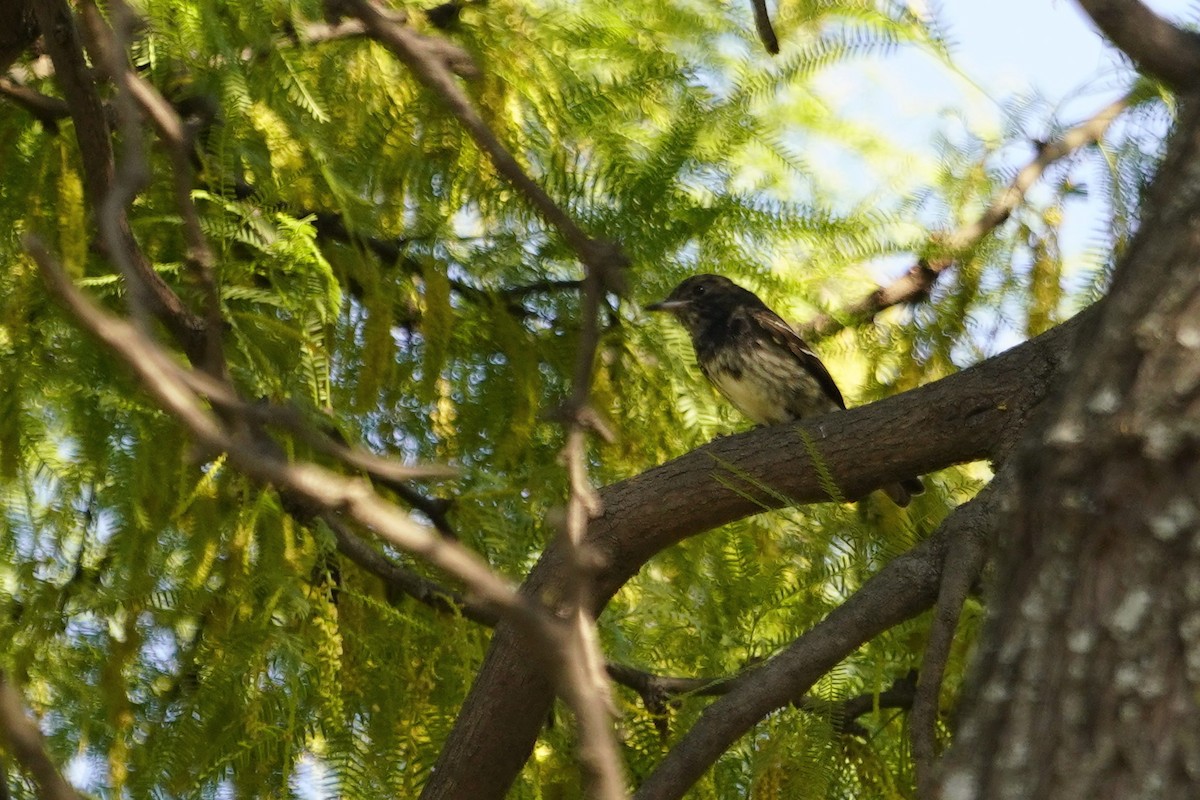 Hudson's Black-Tyrant - ML644519313