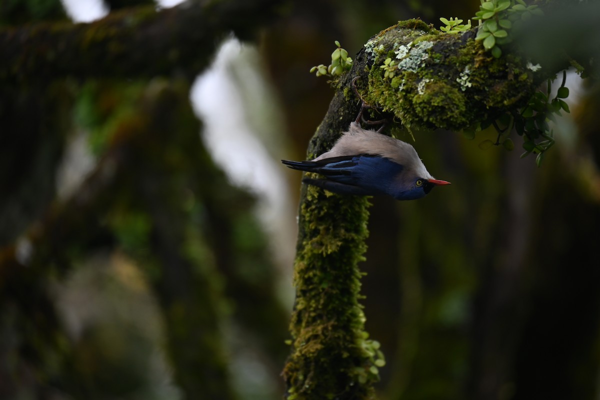 Velvet-fronted Nuthatch - ML644519317