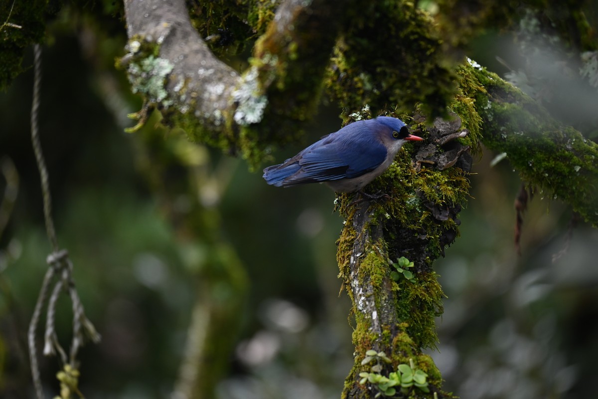 Velvet-fronted Nuthatch - ML644519318