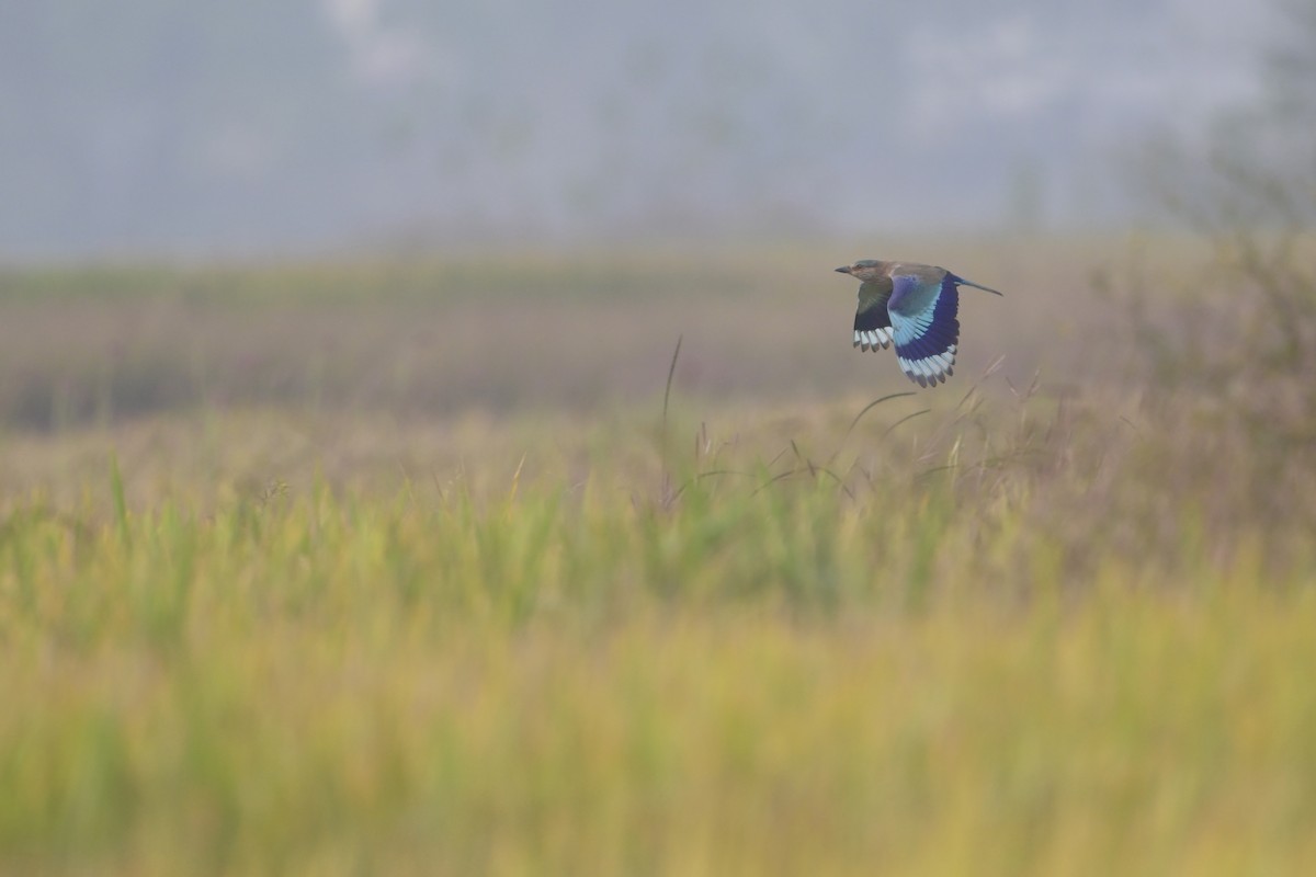 Rollier indien - ML644519319