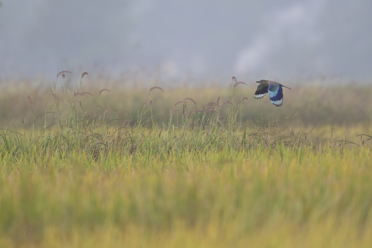 Rollier indien - ML644519320