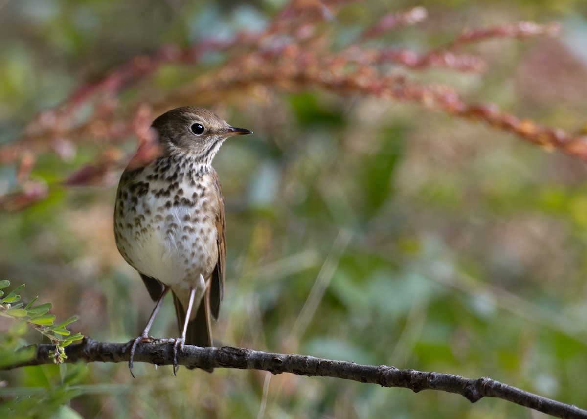 Grive solitaire - ML644519327