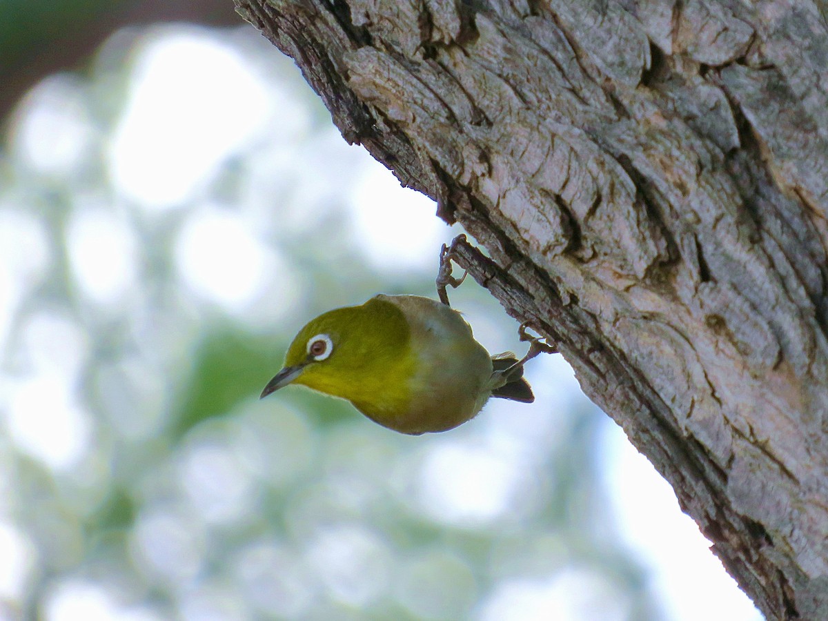 Anteojitos Japonés - ML644519328