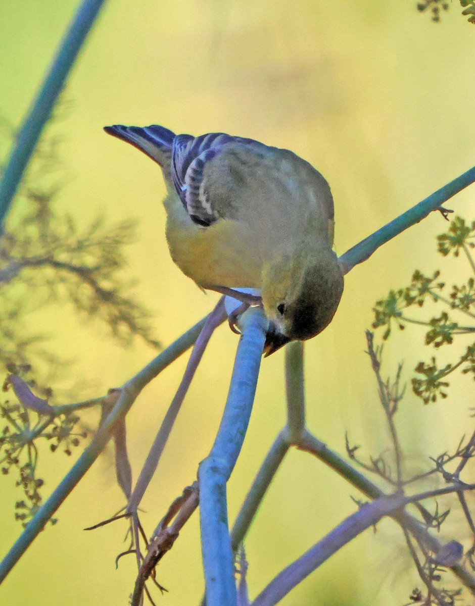 Lesser Goldfinch - ML644519330